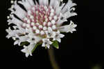 Snow squarestem